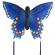 Blue swallowtail / Battus philenor
